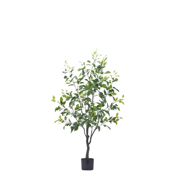 Ficus tree