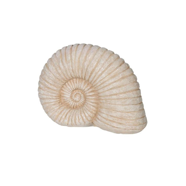 large ammonite shell ornament